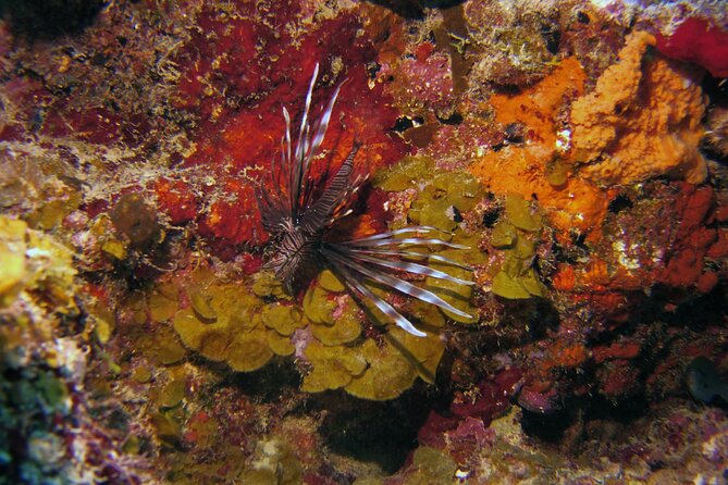 Discover Scuba Diving in Curacao - Who will enjoy this most?