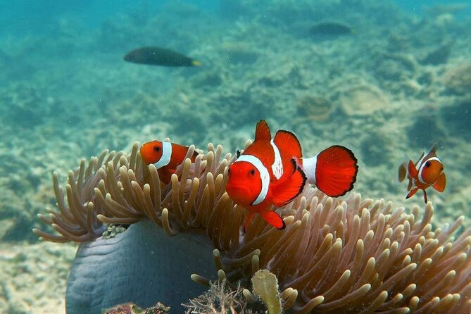 Discover Scuba diving in El Nido - What to pack and what to confirm