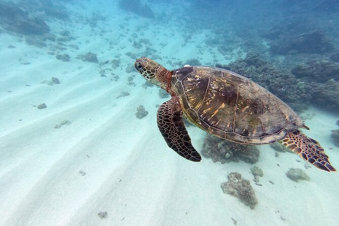 Discover Scuba Diving in Hawaii - Non certified divers! - Key points to know before booking