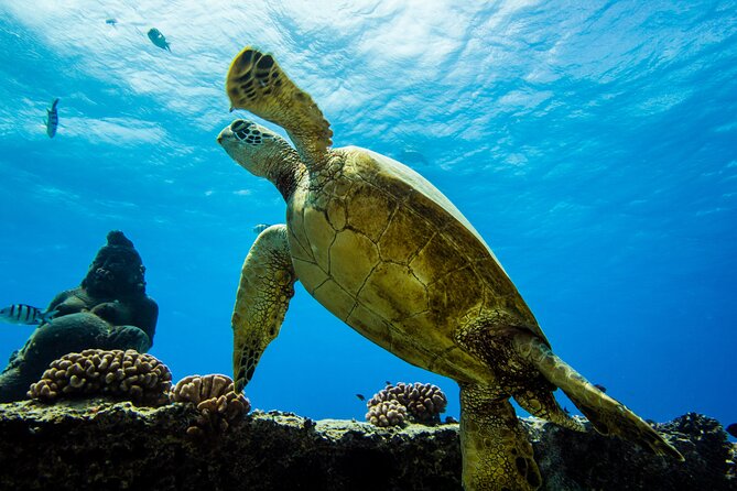 Discover Scuba Diving in Hawaii - Non certified divers! - Your first two shallow reef sessions
