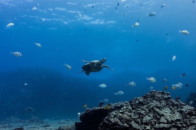 Discover Scuba Diving in Hawaii - Non certified divers! - The people and teaching style matter
