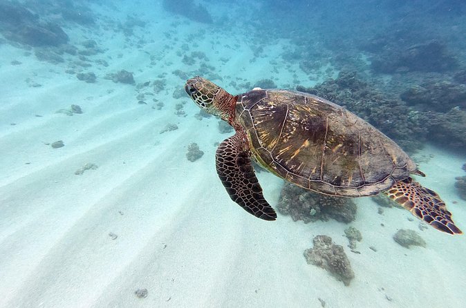 Discover Scuba Diving in Hawaii - Non certified divers! - Who will get the most from this experience