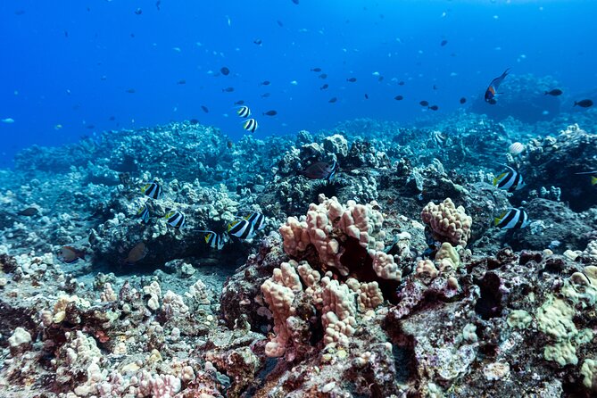 Discover Scuba Diving in Hawaii - Non certified divers! - Learning the basics before going underwater