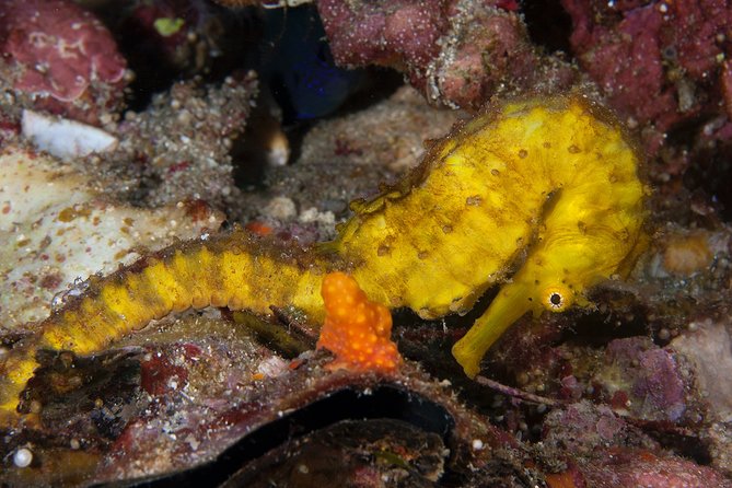 Discover Scuba Diving in Koh Lanta, Thailand - Stop one: Koh Haa Island and the first underwater session