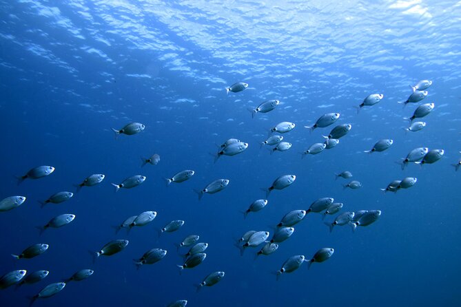 Discover Scuba Diving in Lanzarote (Costa Teguise) - Playa del Jablillo and Playa Chica Beach