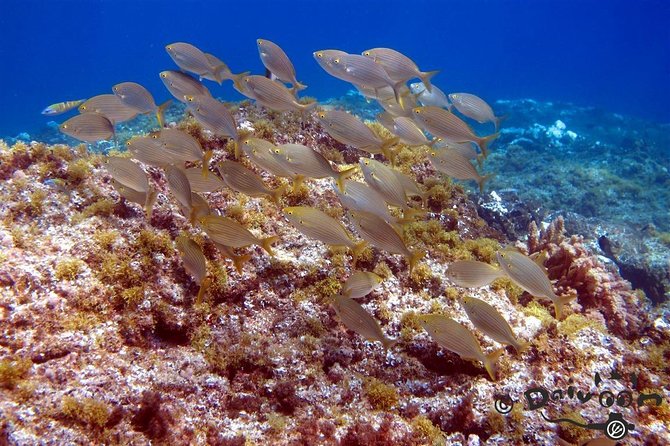 Discover Scuba Diving in Lanzarote (Costa Teguise) - Pickup, timing, and what to bring