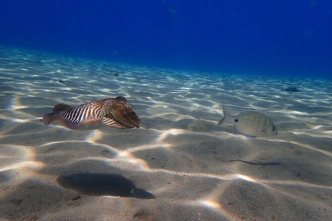 Discover Scuba Diving in Lanzarote (Costa Teguise) - Safety, weather, and cancellations