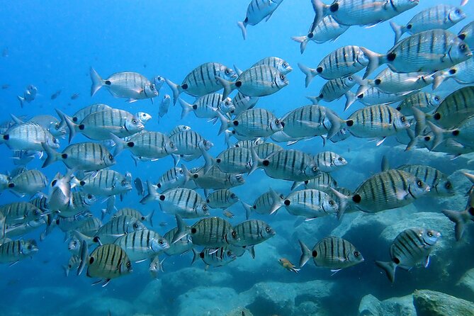 Discover Scuba Diving in Lanzarote (Costa Teguise) - What the 40-minute underwater session feels like