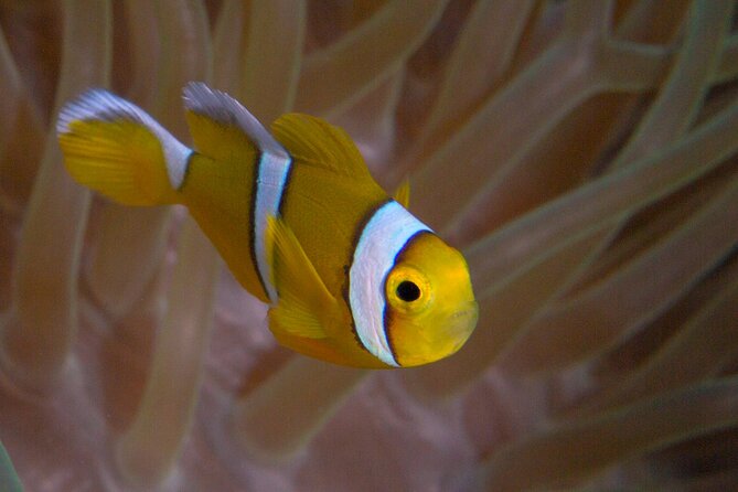 Discover Scuba Diving in Mauritius - The 20 to 30 minute theory session