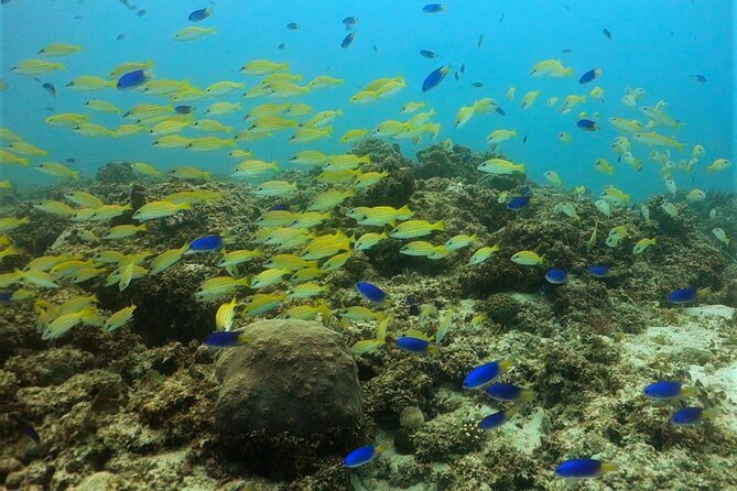 Discover Scuba Diving in Mauritius - Marine life and what you might see