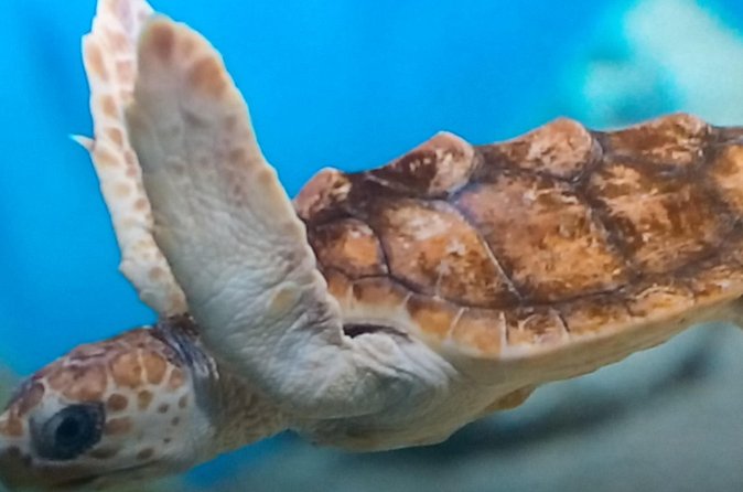 Discover Scuba Diving in Montego Bay - Learning the Basics Before You Enter the Sea