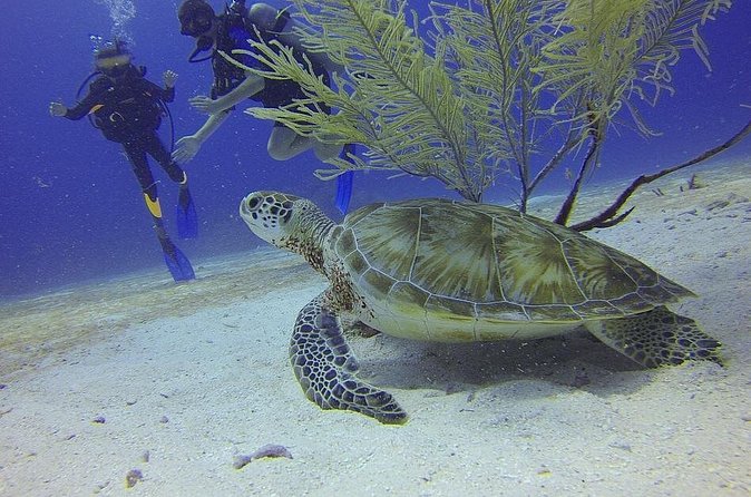 Discover Scuba Diving in Montego Bay - Group Size, Support, and the Human Side