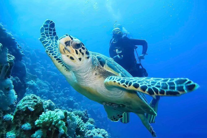 Discover Scuba Diving in Montego Bay-TWO Tank (First time Diving) - Learning the Basics Before Open Water