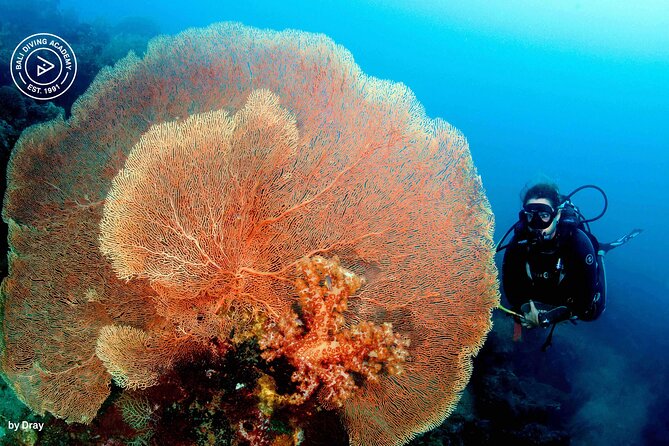 Discover Scuba Diving in Pemuteran at the Biorock site,1 shore dive all included - What is included after the water session