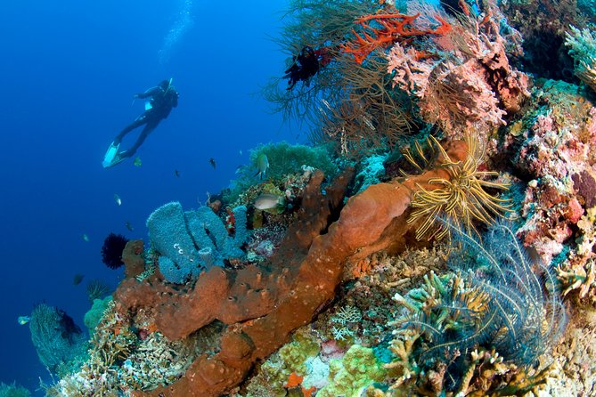 Discover Scuba Diving in Pemuteran at the Biorock site,1 shore dive all included - Pool practice comes before the reef