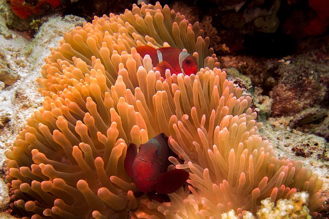 Discover Scuba Diving in Pemuteran - Diving Initiation in Bali (Menjangan Park) - Why Menjangan is a good place to start