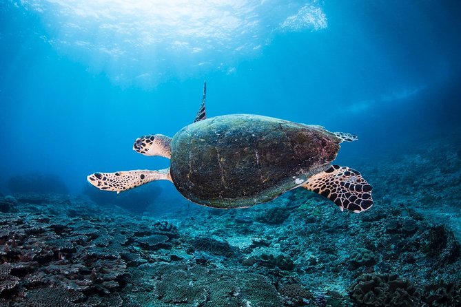 Discover Scuba Diving in Pemuteran - Diving Initiation in Bali (Menjangan Park) - The first lesson: equipment, breathing, and confidence