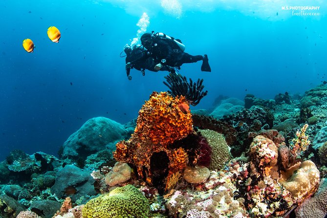 Discover Scuba Diving in Pemuteran - Diving Initiation in Bali (Menjangan Park) - Menjangan Island and the first underwater session