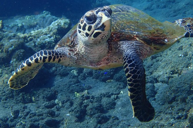 Discover Scuba Diving in Pemuteran - Diving Initiation in Bali (Menjangan Park) - The instructors and the human side of the experience