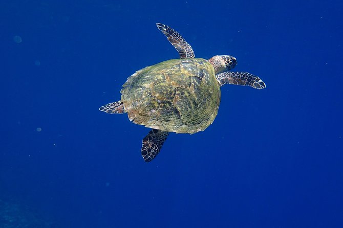 Discover Scuba Diving in Pemuteran - Diving Initiation in Bali (Menjangan Park) - Who should book this Pemuteran scuba experience?
