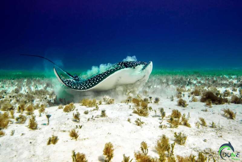 Discover Scuba Diving in Playa del Carmen - 2 dives - Starting at the Yellow Building Near NUMA Hotel