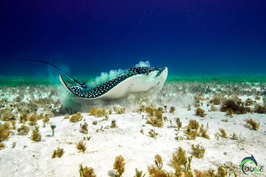 Discover Scuba Diving in Playa del Carmen - 2 dives - Instruction That Helps Nervous First-Timers