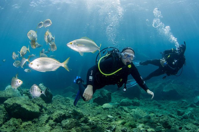 Discover Scuba Diving in Puerto de Mogan - Key points to know before booking