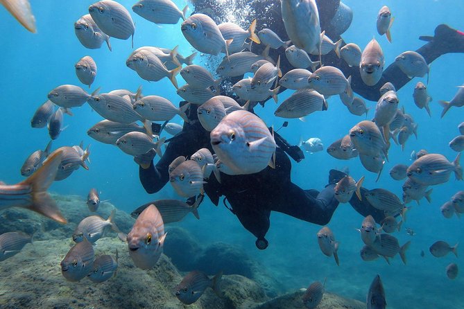 Discover Scuba Diving in Puerto de Mogan - What this Puerto de Mogan session actually offers