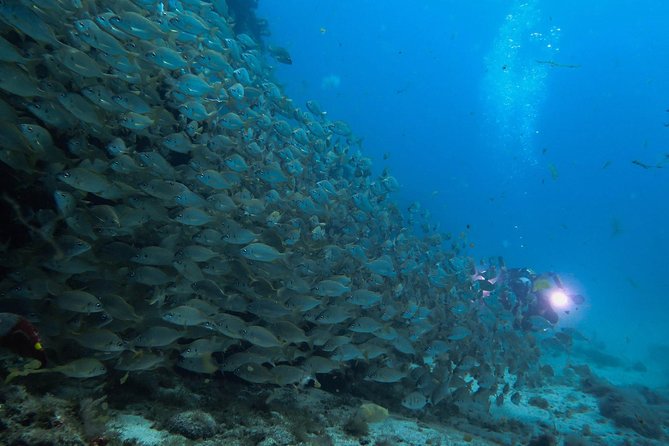 Discover Scuba Diving in Puerto de Mogan - The morning begins with scuba theory