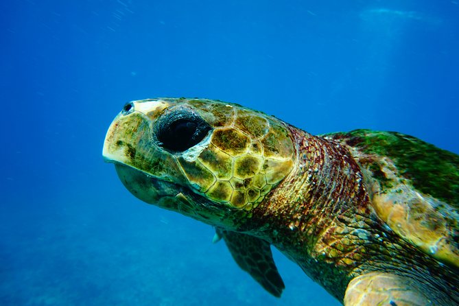 Discover Scuba Diving in Sal - Key points at a glance