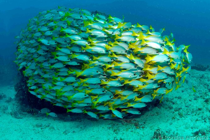 Discover Scuba Diving in Sal - Why the small group matters