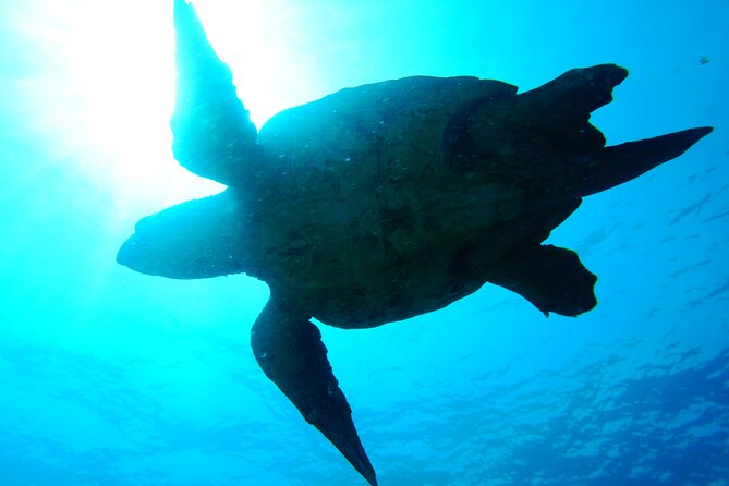 Discover Scuba Diving in Sal - Equipment included, and what you still need
