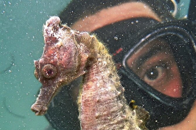 Discover Scuba Diving in San Juan - Practical tips for a smoother outing