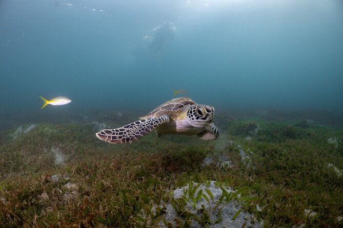 Discover Scuba Diving in San Juan - The main drawbacks to consider