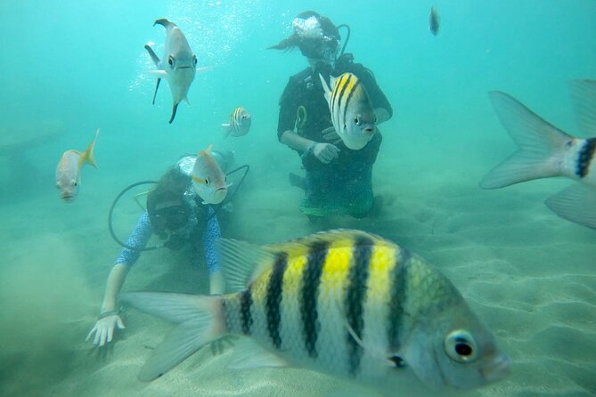 Discover Scuba Diving in San Juan: Perfect for First-Time Divers - Is $171.54 a fair price?