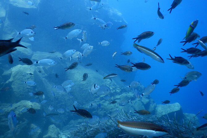Discover Scuba Diving in Santorini - Why the six-person limit matters