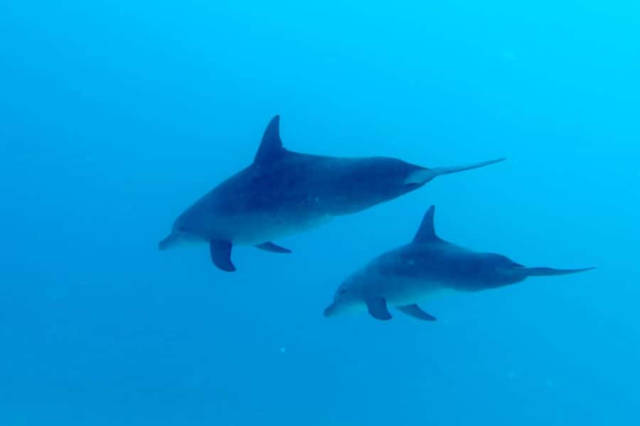 Discover Scuba Diving in the North of Mauritius - Getting comfortable in shallow water