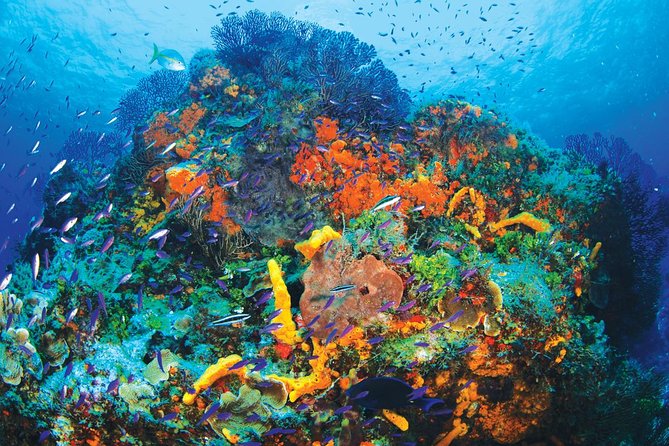 Discover Scuba Diving - One Tank at Coral Reef - Taking the boat to the National Reef Park