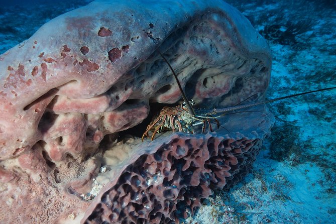 Discover Scuba Diving PADI in Playa del Carmen including underwater video - Two ocean descents and the underwater world