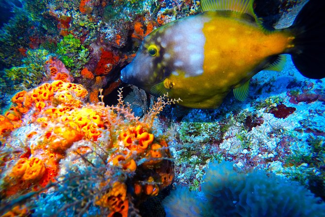 Discover Scuba Diving PADI in Playa del Carmen including underwater video - Is $200 a fair price?