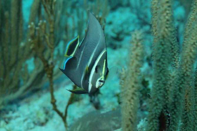 Discover Scuba Diving PADI in Playa del Carmen including underwater video - Who will enjoy this most?