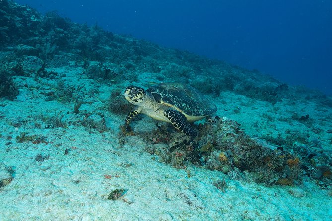 Discover Scuba Diving PADI in Playa del Carmen including underwater video - Timing, transport, and practical planning