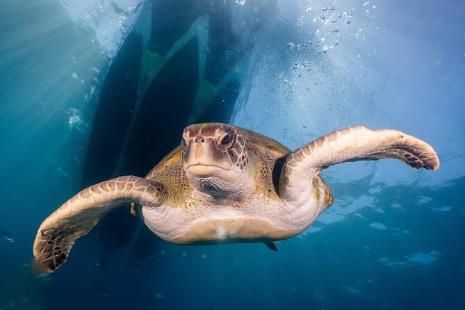 Discover Scuba Diving program: shore + boat dives - Heading out by boat for a second ocean session