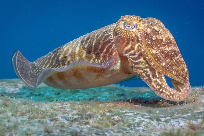 Discover Scuba Diving program: shore + boat dives - Why the six-person limit matters
