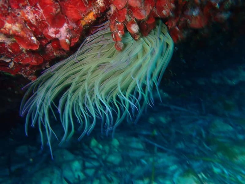 Discover Scuba Diving, scuba diving for begginers!! - Equipment, insurance, photos, and certification