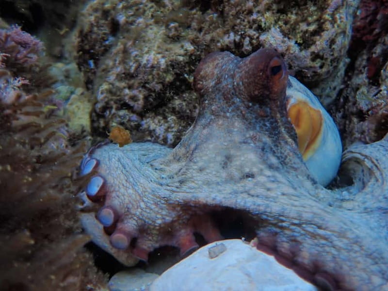 Discover Scuba Diving, scuba diving for begginers!! - The 40-minute lesson before you enter the water