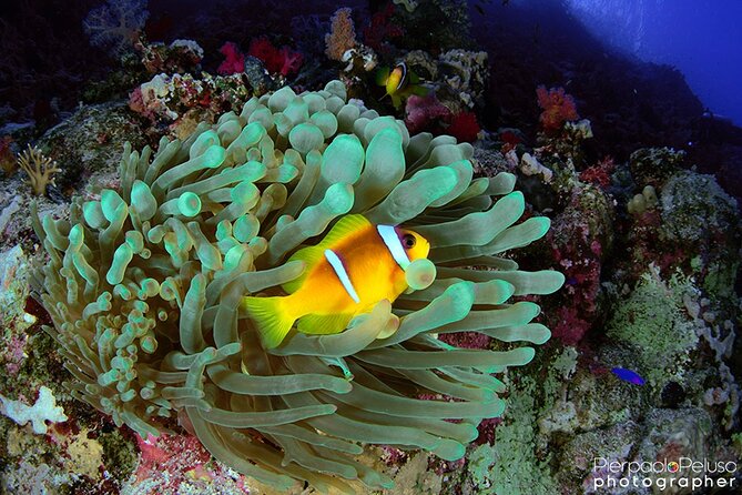Discover Scuba Diving Sharm El Sheikh - Why Sharm El Sheikh is a good place to try scuba
