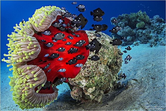 Discover Scuba Diving Sharm El Sheikh - Shore session or boat day?