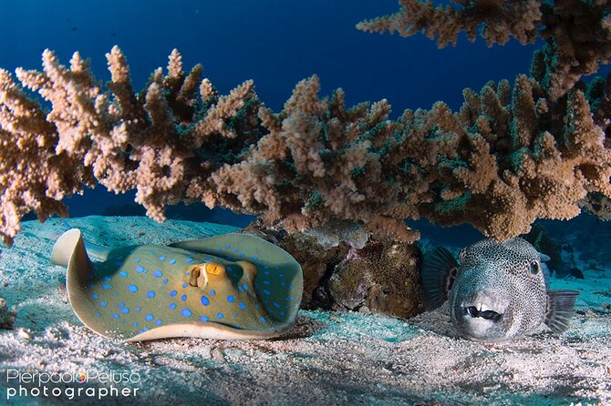 Discover Scuba Diving Sharm El Sheikh - Is $80 good value?
