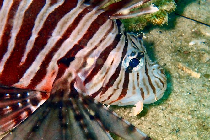Discover Scuba Diving, try dive for beginners ( Start at Ko Kut) - Key points to know before you book